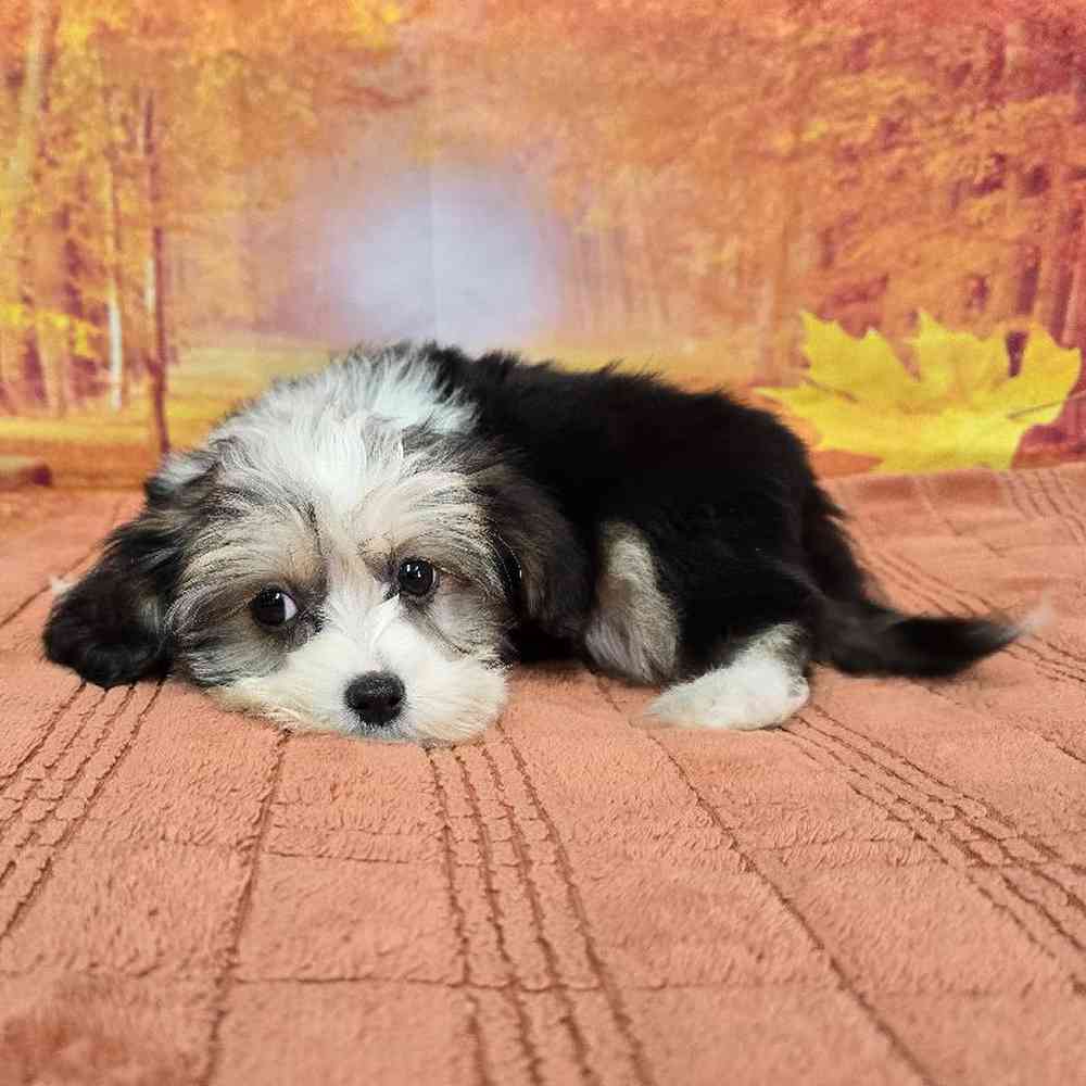 Male Chinese Crested Puppy for Sale in Virginia Beach, VA