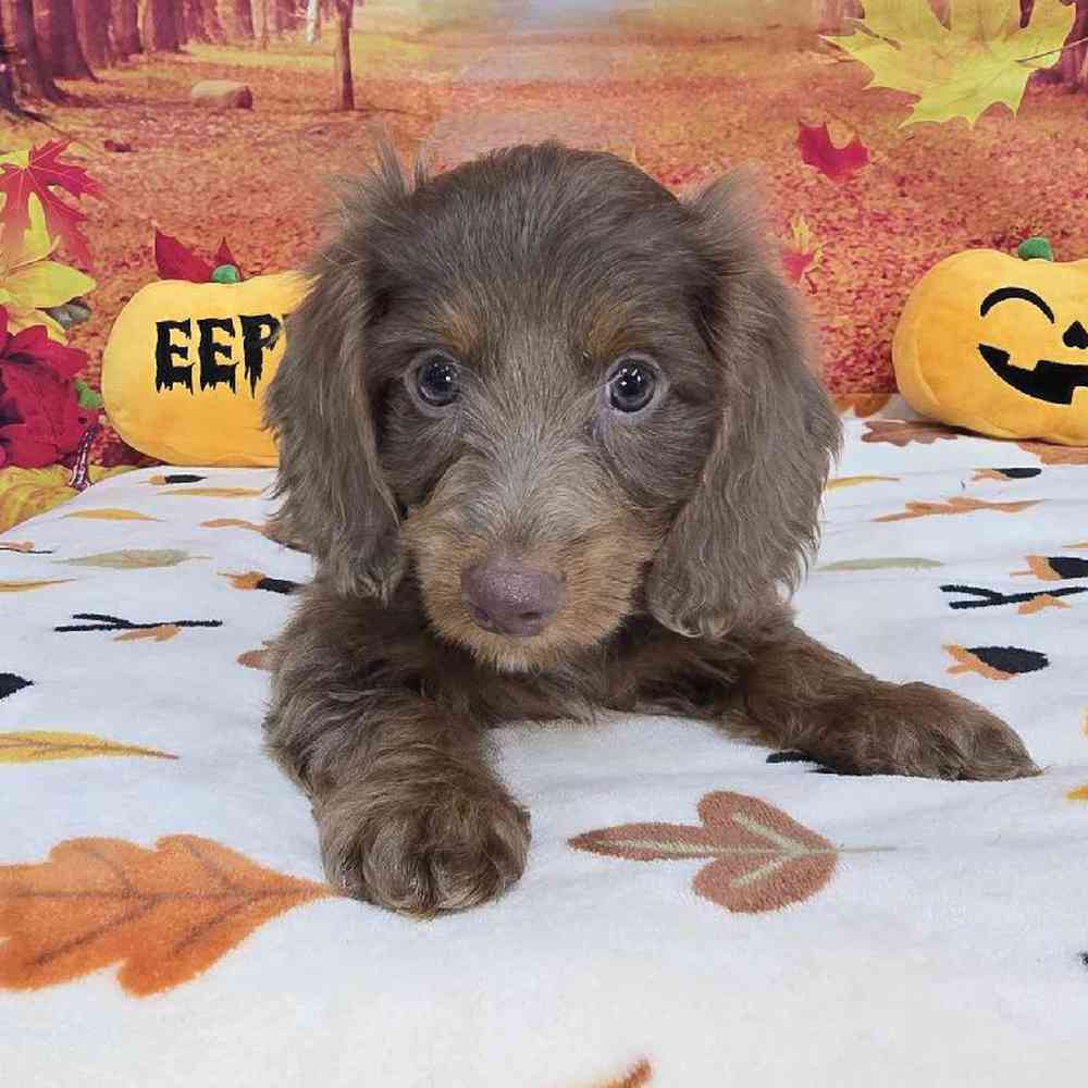 Male Dachshund Puppy for Sale in Virginia Beach, VA