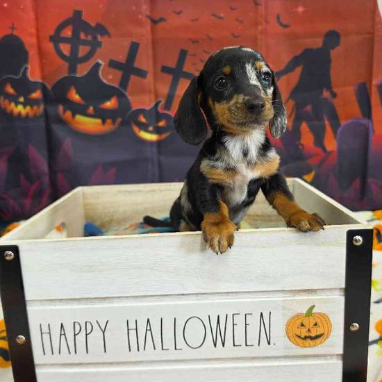 Dachshund