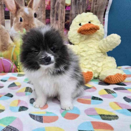 Pomeranian