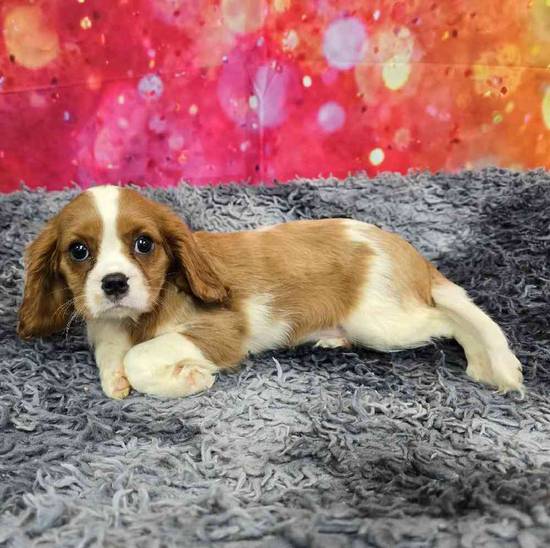 Cavalier King Charles Spaniel