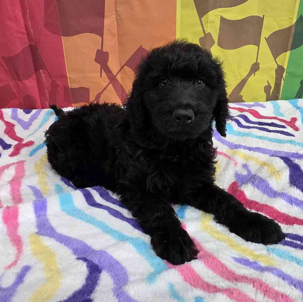 carousel pet images