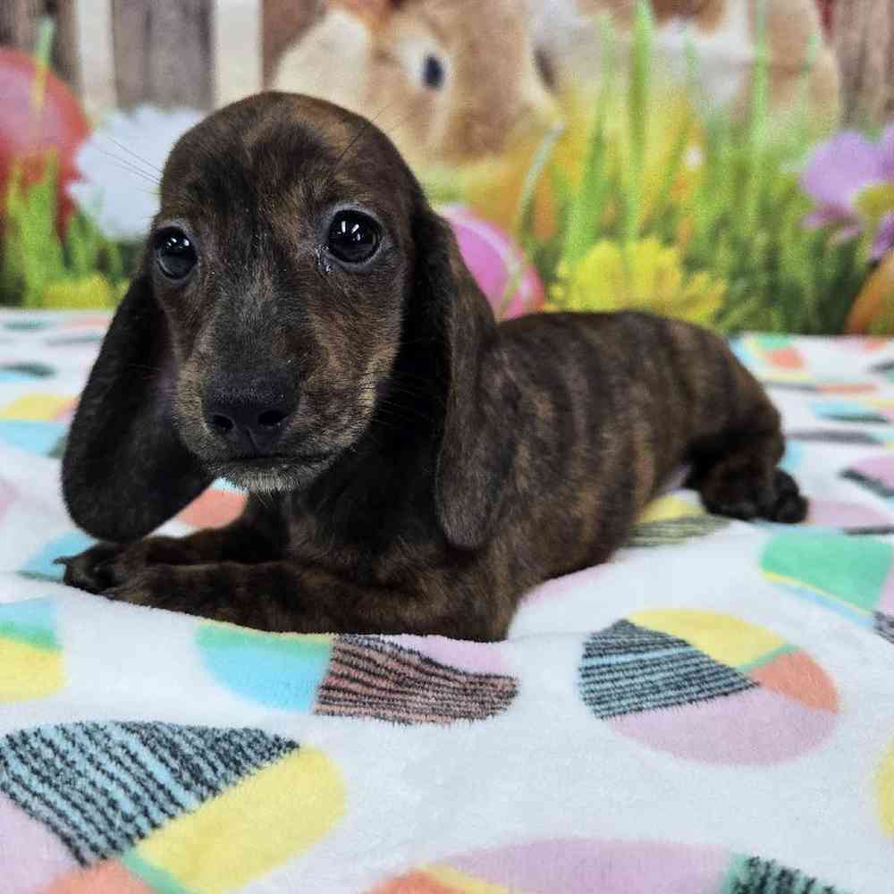 Image of a pet breed in the gallery