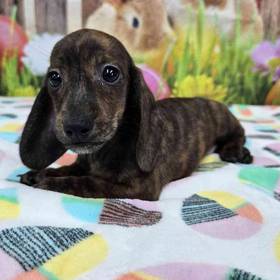 Dachshund