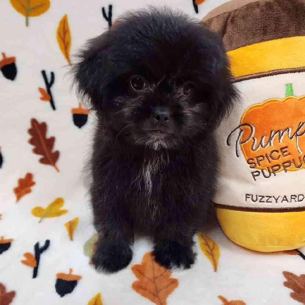 Male Peke-a-poo Puppy for sale