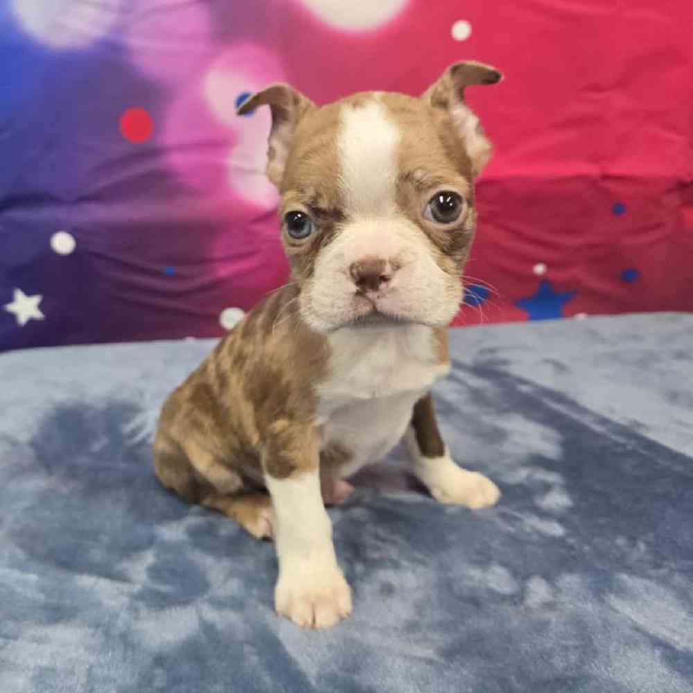 Male Boston Terrier Puppy for Sale in Virginia Beach, VA