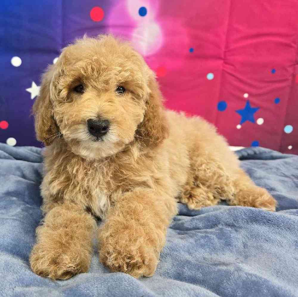 Male Mini Poodle Puppy for Sale in Virginia Beach, VA