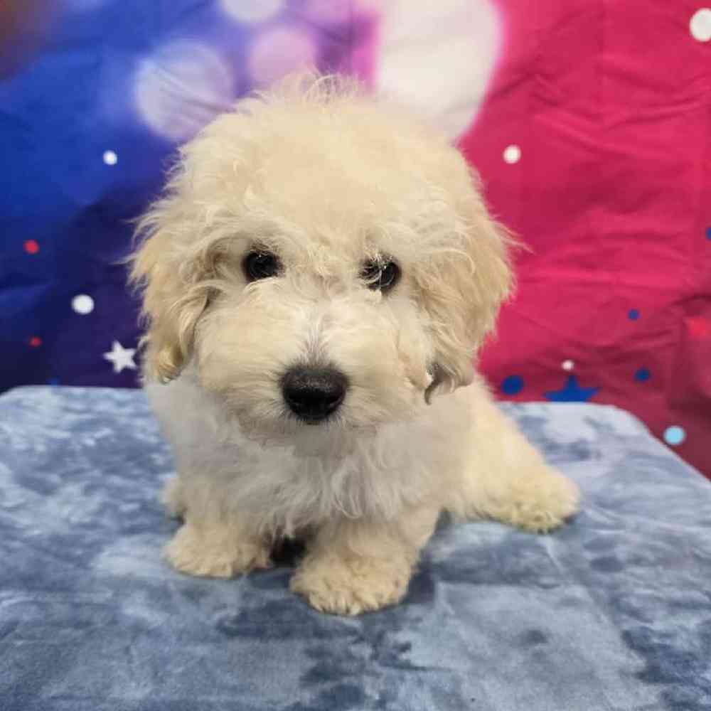Male Bichonpoo Puppy for Sale in Virginia Beach, VA