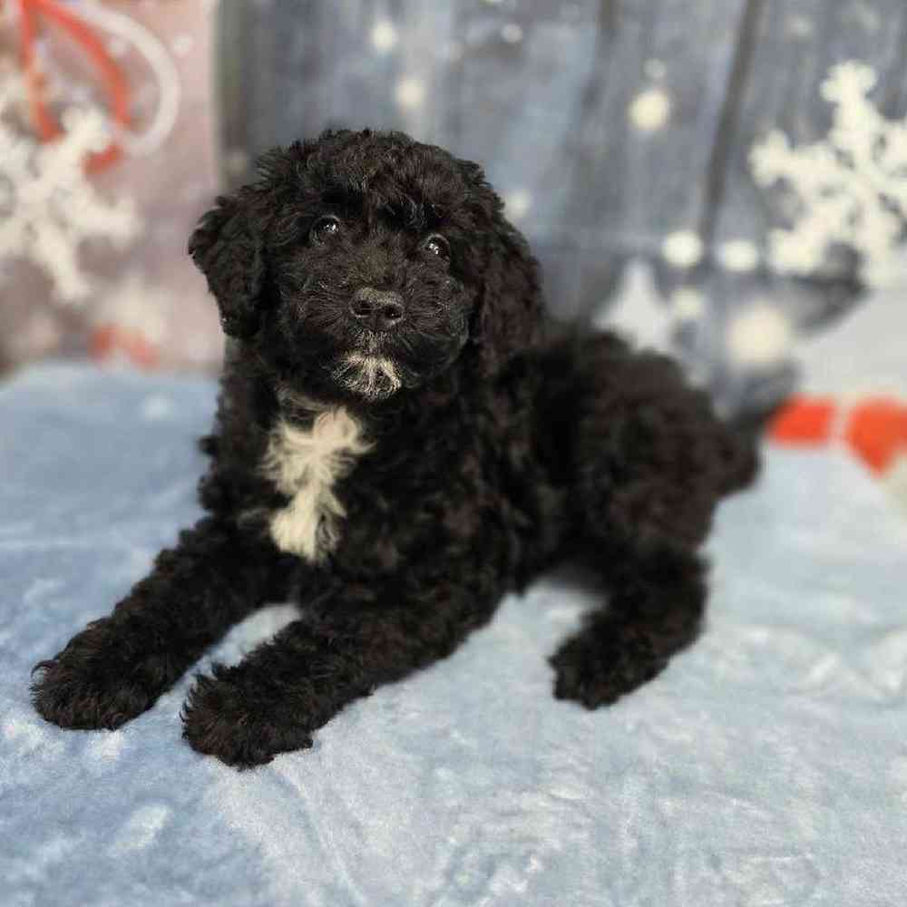 Female Mini Sheepadoodle Puppy for Sale in Virginia Beach, VA