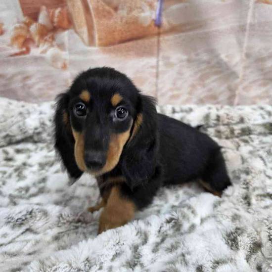 Dachshund