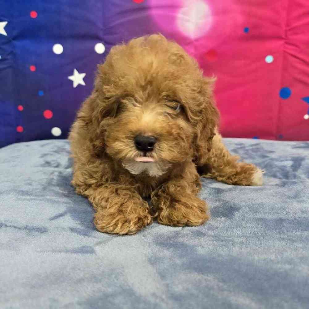 Female Mini Poodle Puppy for Sale in Virginia Beach, VA