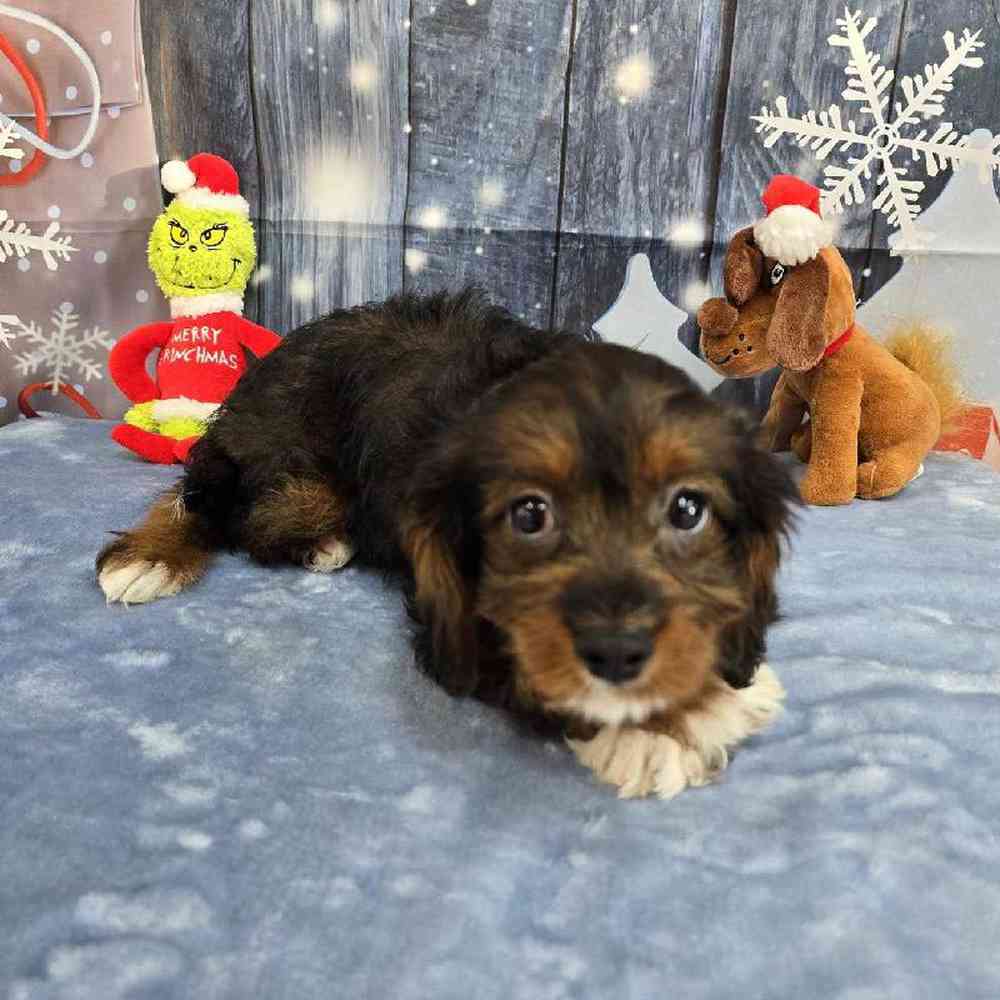 Female Cavapoo Puppy for Sale in Virginia Beach, VA