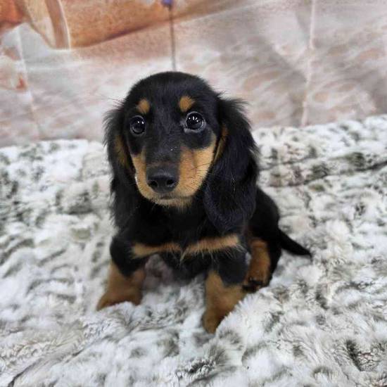 Dachshund