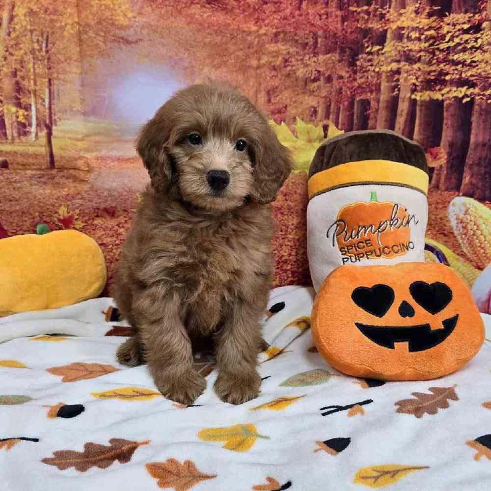 Male Mini Goldendoodle Puppy for Sale in Virginia Beach, VA