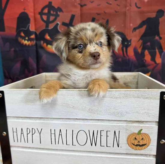 Toy Australian Shepherd 
