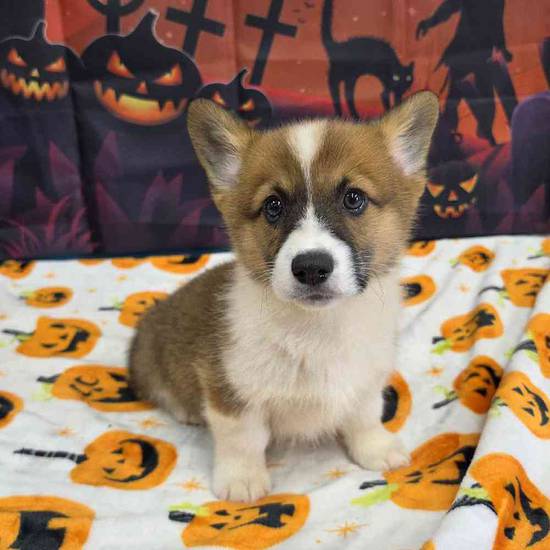 Pembroke Welsh Corgi