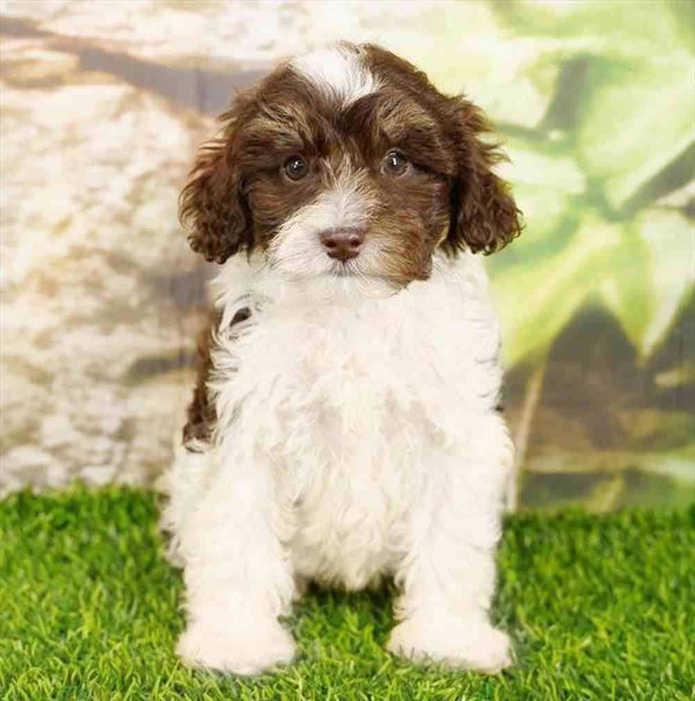 carousel pet images
