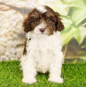 Schnoodle