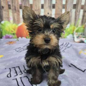 Yorkie