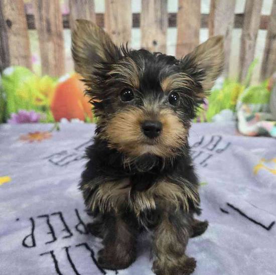 Yorkie