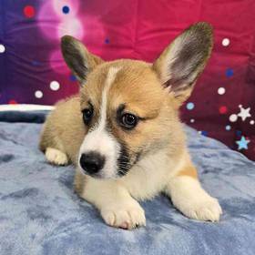 Pembroke Welsh Corgi