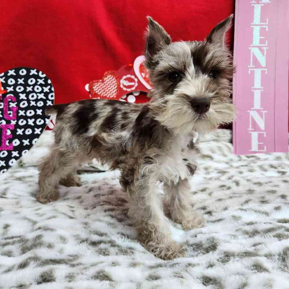 Male Mini Schnauzer Puppy for Sale in Virginia Beach, VA