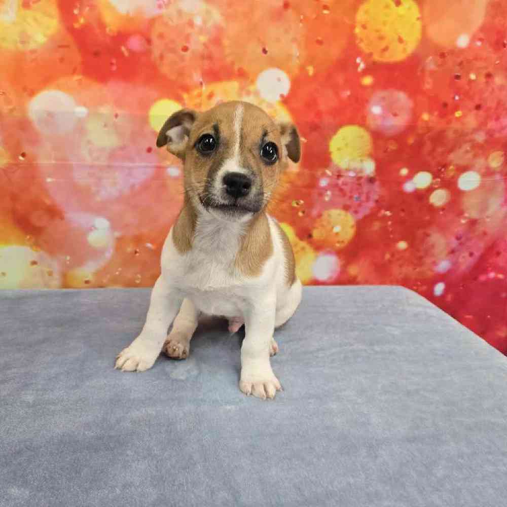 Male Jack Russell Terrier Puppy for Sale in Virginia Beach, VA