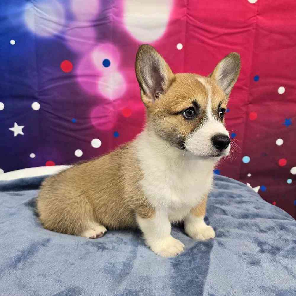 Female Pembroke Welsh Corgi Puppy for Sale in Virginia Beach, VA