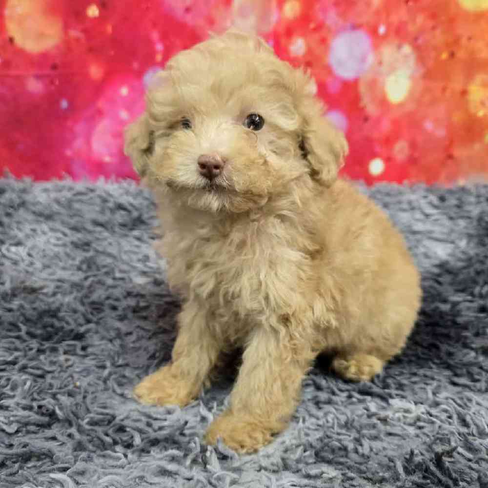 Male Mini Poodle Puppy for Sale in Virginia Beach, VA