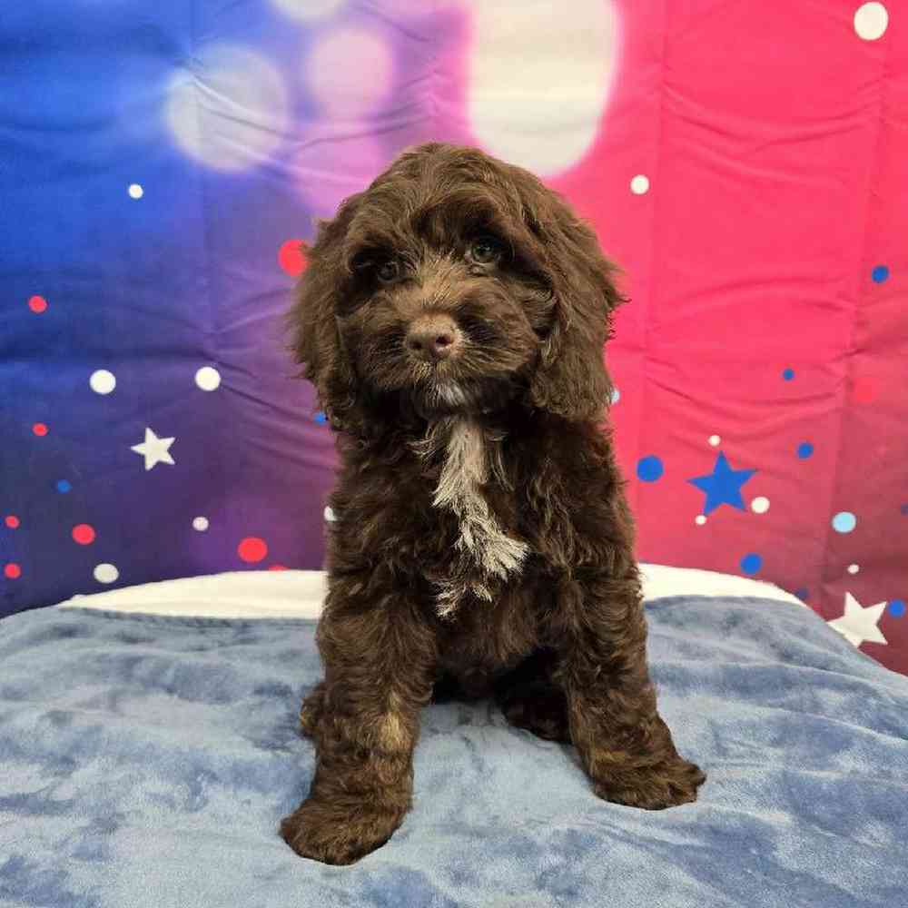 Male Cockapoo Puppy for Sale in Virginia Beach, VA