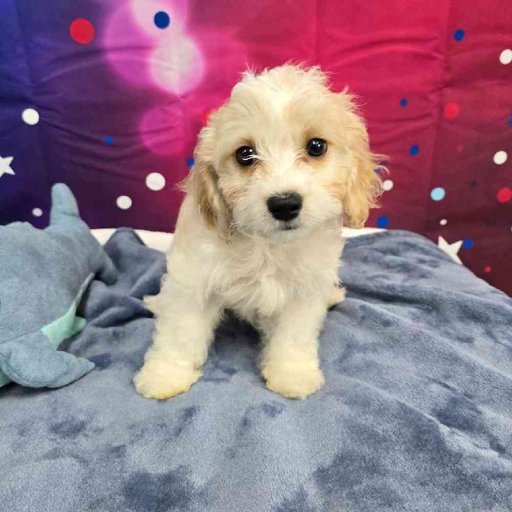 Female Cavachon Puppy for Sale in Virginia Beach, VA