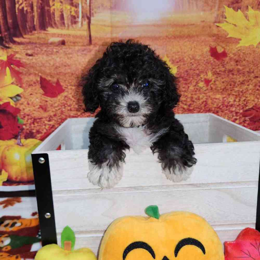 Female Cockapoo Puppy for Sale in Virginia Beach, VA
