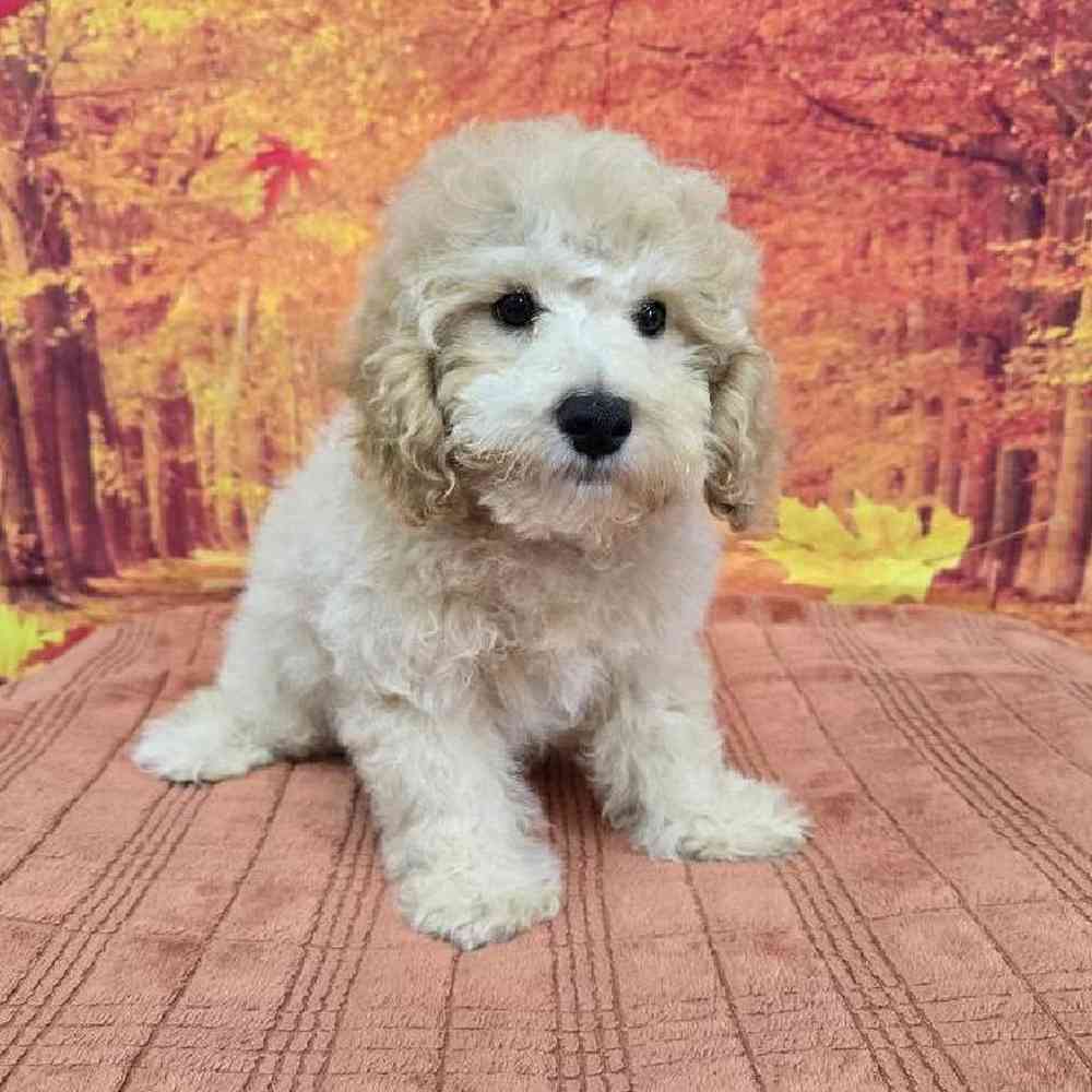 Male Mini Poodle Puppy for Sale in Virginia Beach, VA