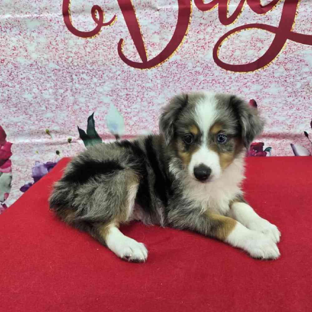 Male Mini Aussie Puppy for Sale in Virginia Beach, VA