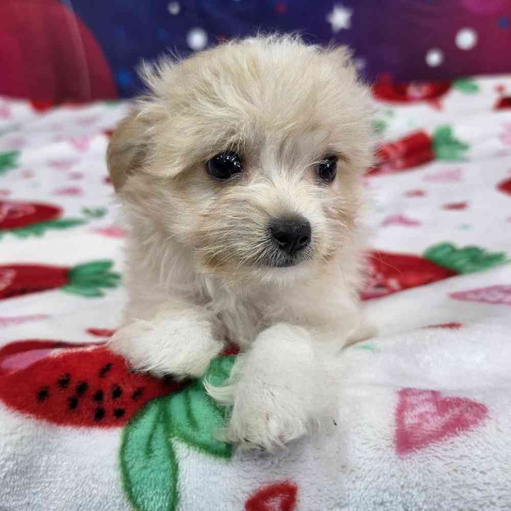 Female Malchi Puppy for Sale in Virginia Beach, VA