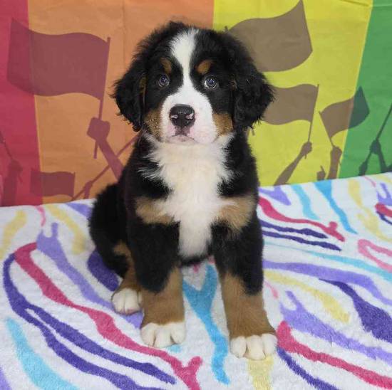 Bernese Mountain Dog