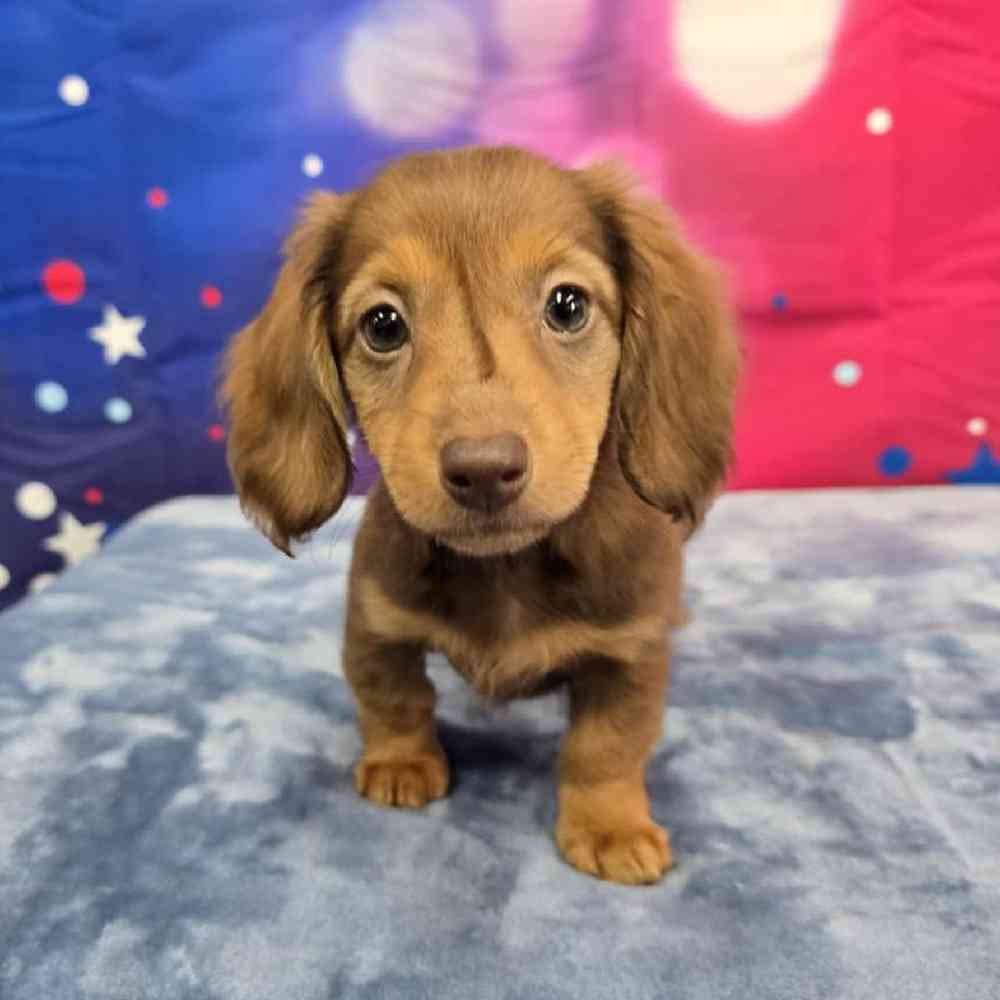 Female Dachshund Puppy for Sale in Virginia Beach, VA