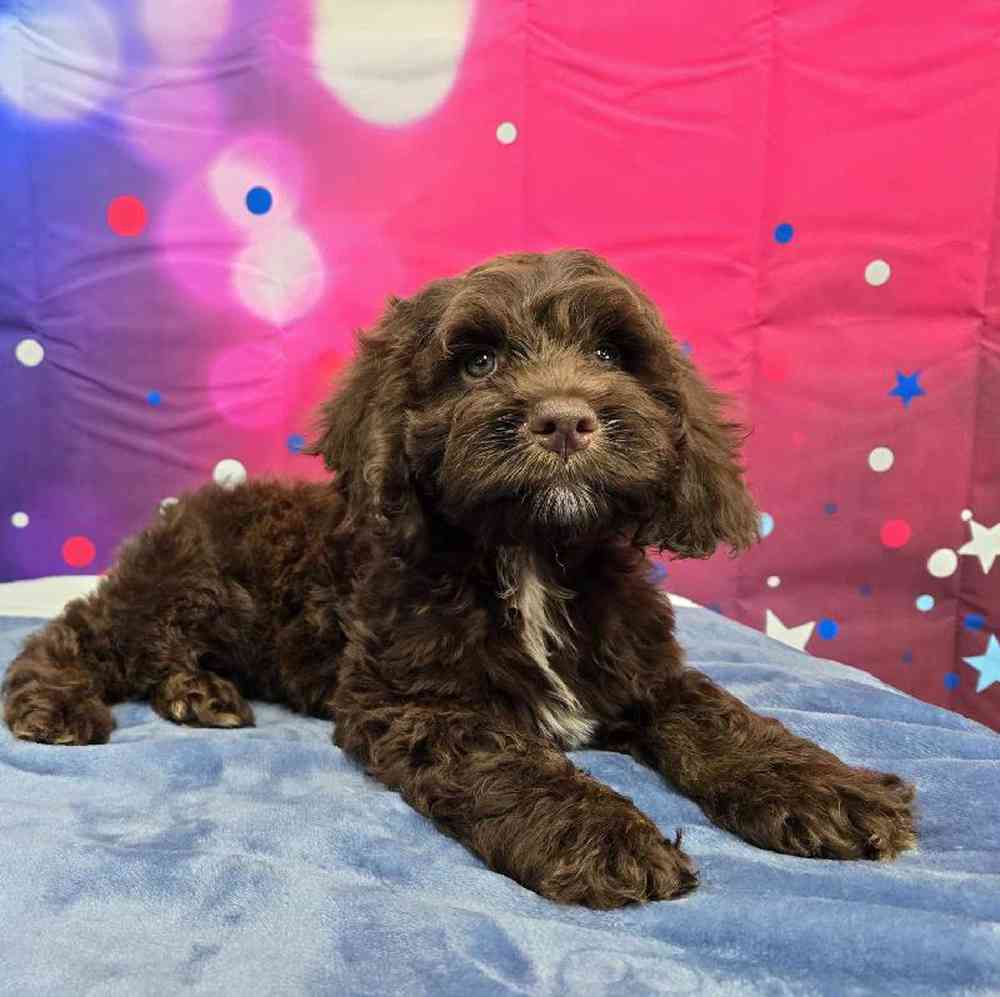 Male Cockapoo Puppy for Sale in Virginia Beach, VA