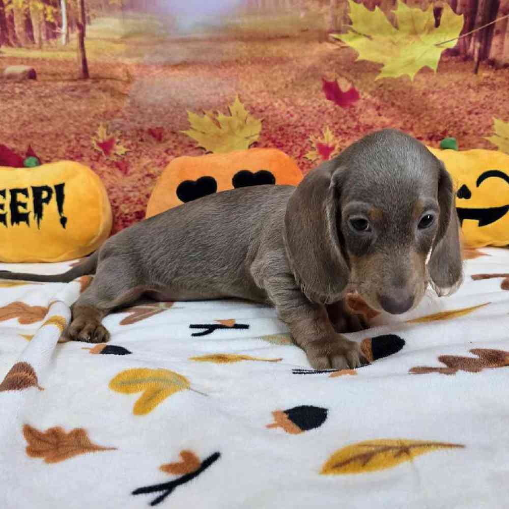 Male Dachshund Puppy for Sale in Virginia Beach, VA