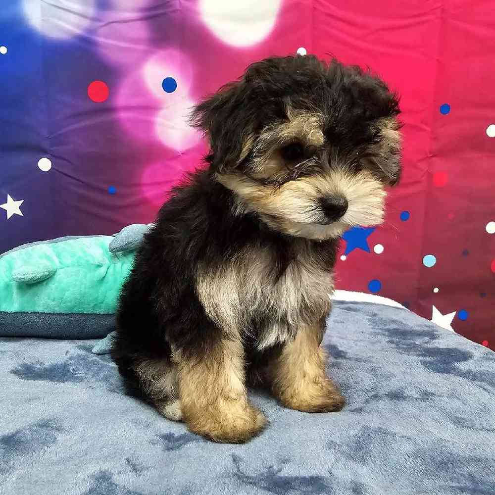 Male Morkie Puppy for Sale in Virginia Beach, VA