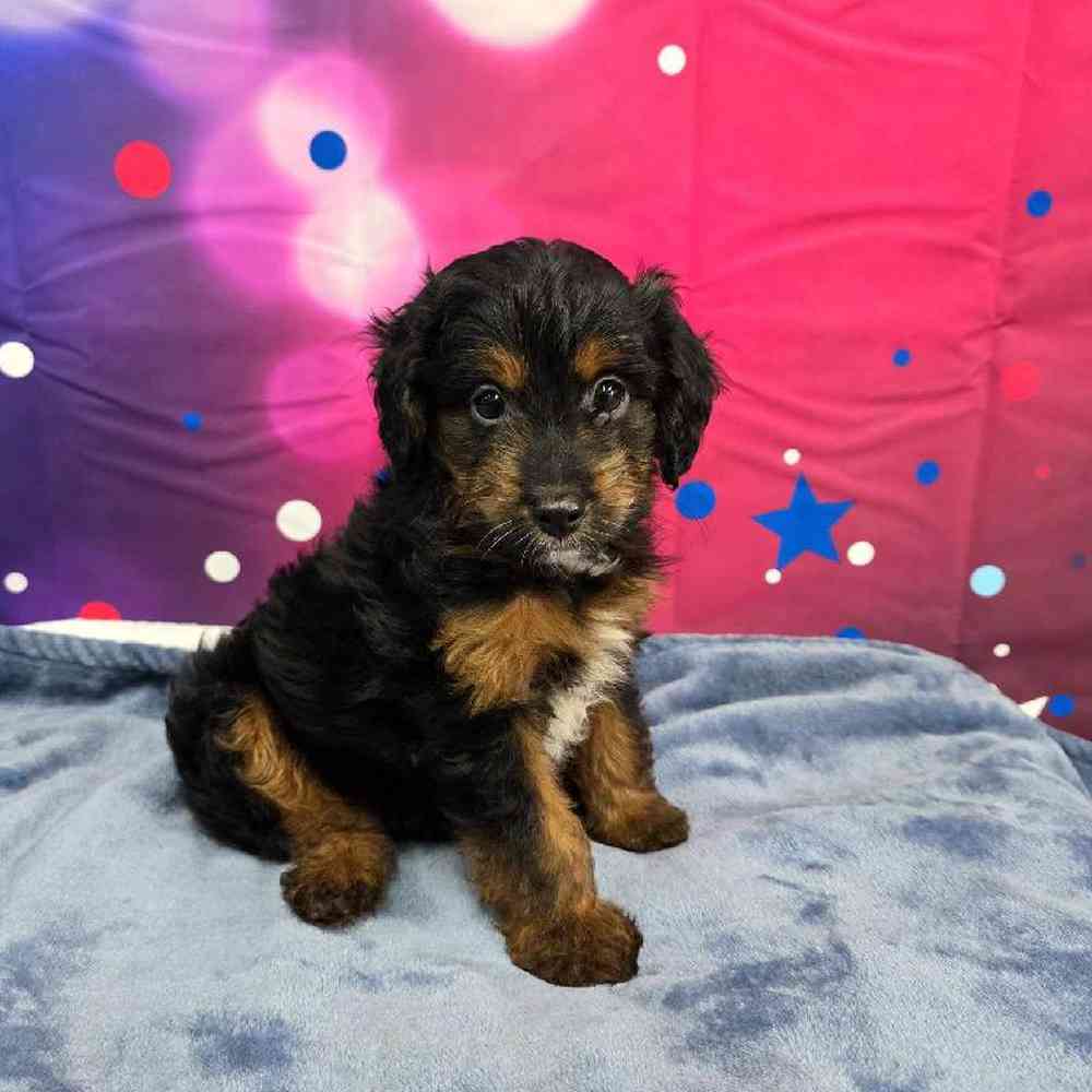Male Mini Aussiedoodle Puppy for Sale in Virginia Beach, VA