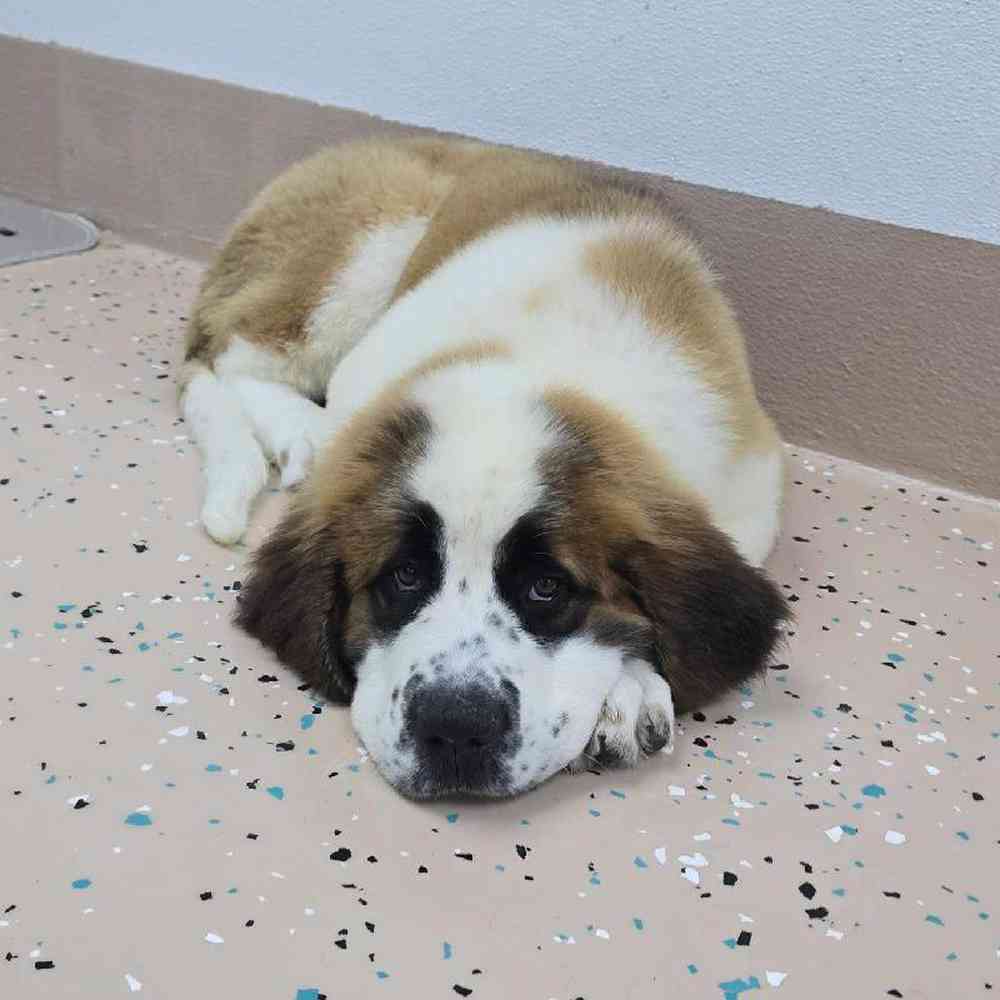 Female Saint Bernard Puppy for Sale in Virginia Beach, VA