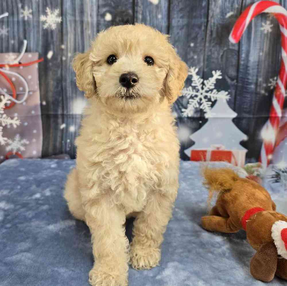 Male Mini Goldendoodle Puppy for Sale in Virginia Beach, VA