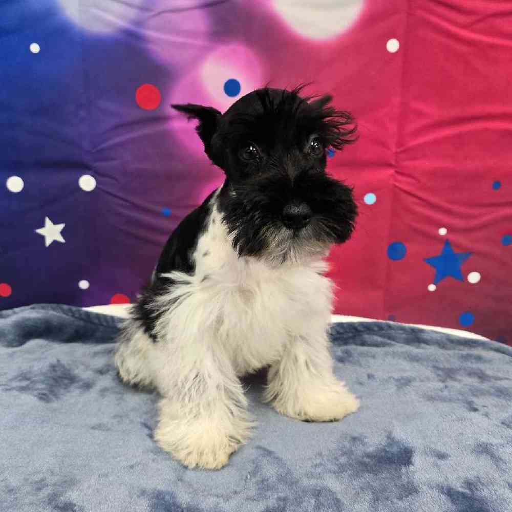 Male Mini Schnauzer Puppy for Sale in Virginia Beach, VA