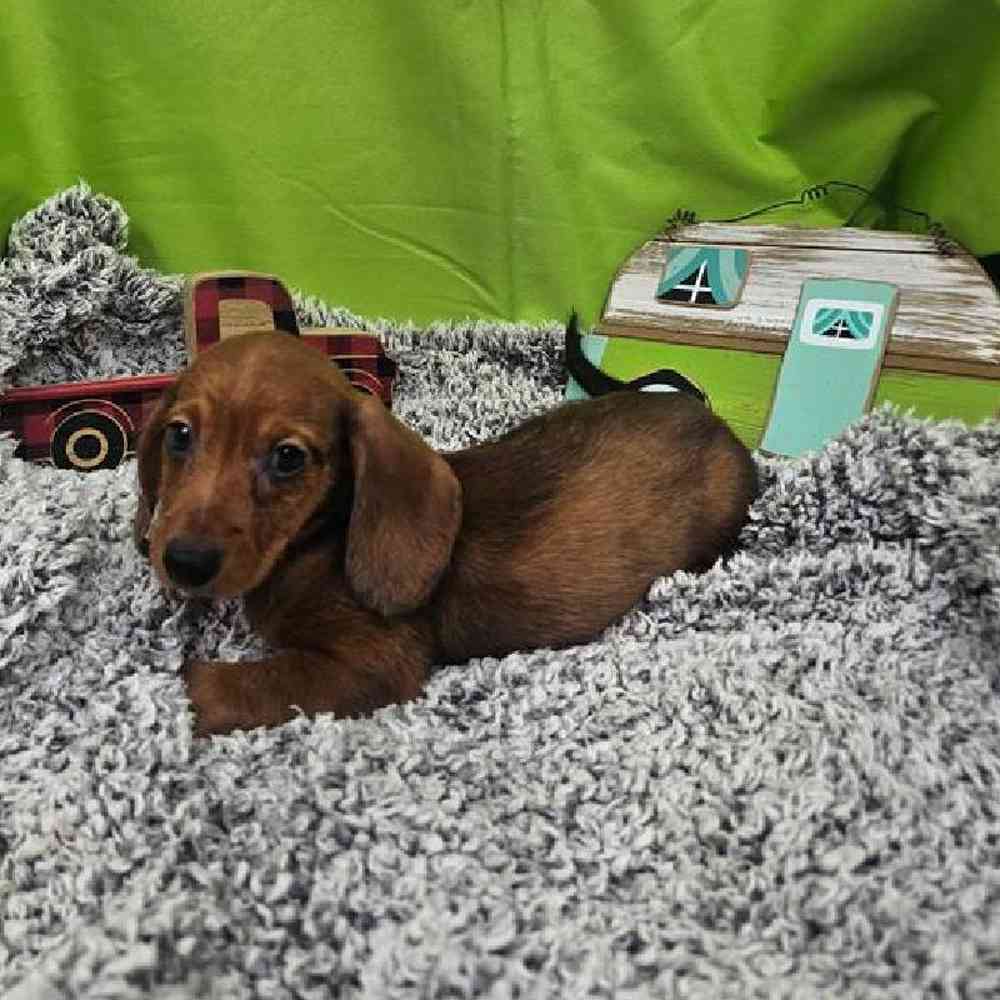 Male Dachshund Puppy for Sale in Virginia Beach, VA