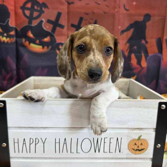 Dachshund