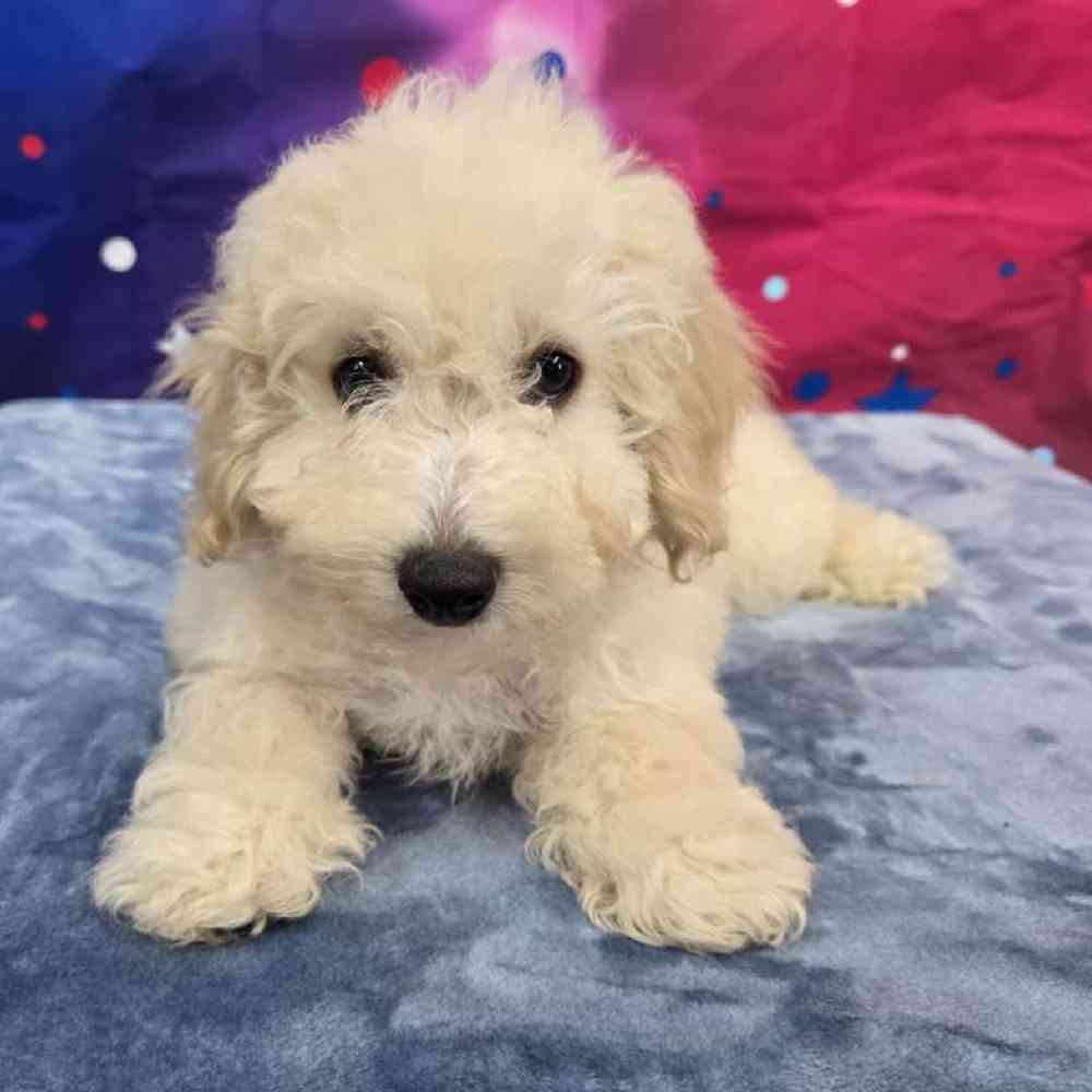 Male Bichonpoo Puppy for Sale in Virginia Beach, VA