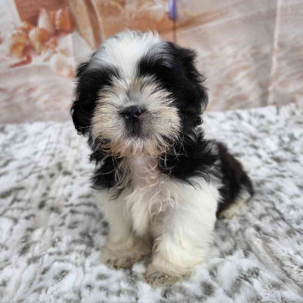 Male Shih Tzu Puppy for Sale in Virginia Beach, VA