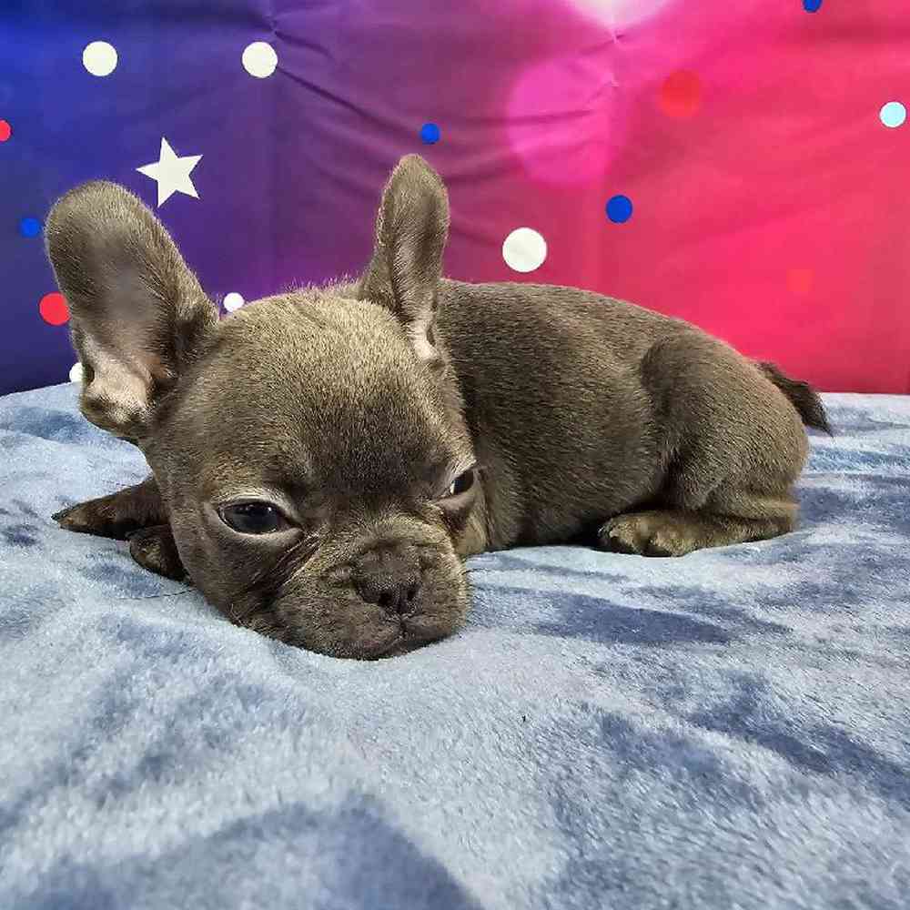 Female French Bulldog Puppy for Sale in Virginia Beach, VA