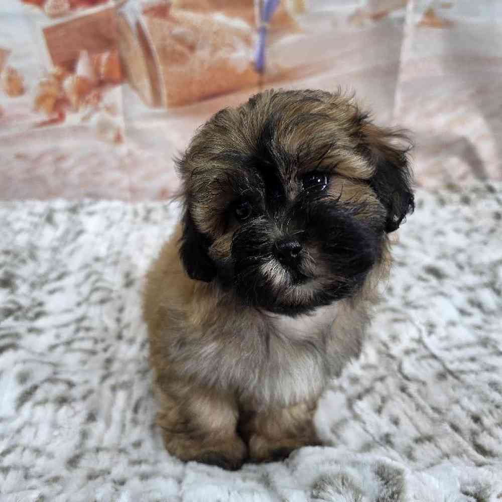 Male Bichonpoo Puppy for Sale in Virginia Beach, VA